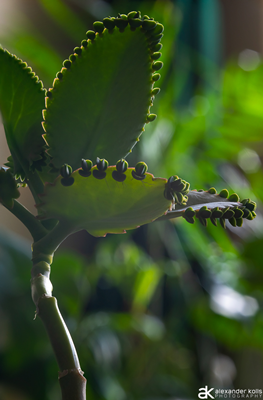 Mother of Thousands