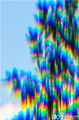Refracting Forests
