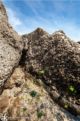 Tidal Pools